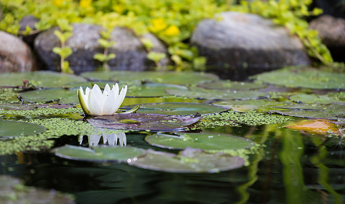 Installer un bassin dans son jardin
