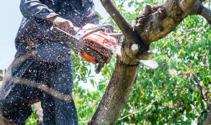&Eacute;lagage des arbres pour &ocirc;ter les branches mortes